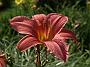 Hemerocallis Patricia Fay